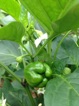 Baby Green Peppers